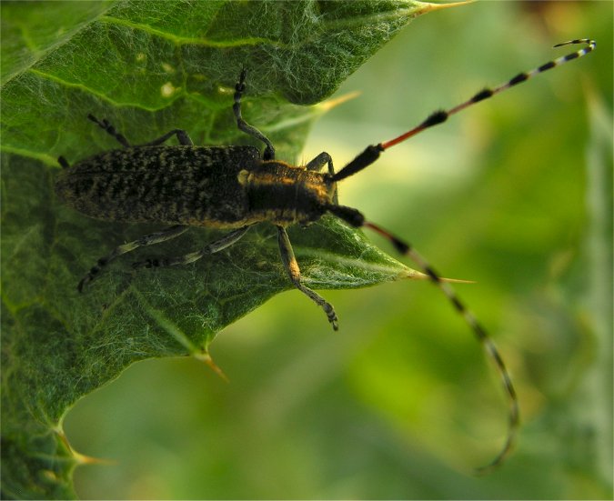 Agapanthia sicula malmerendii (Cerambycidae)